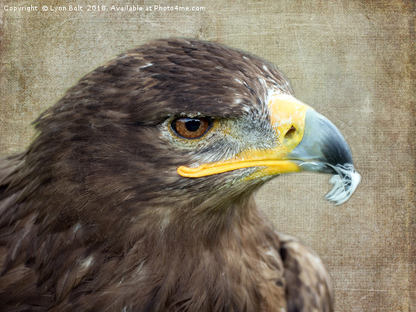 Golden Eagle Picture Board by Lynn Bolt