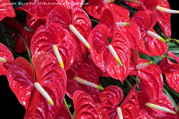 Red Anthurium Picture Board by Lynn Bolt