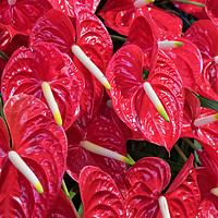 Buy canvas prints of Red Anthurium by Lynn Bolt