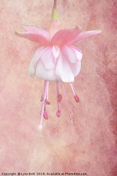 Pink Fuschia Picture Board by Lynn Bolt