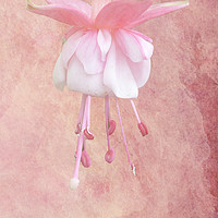 Buy canvas prints of Pink Fuschia by Lynn Bolt