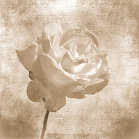 Buy canvas prints of Faded Rose by Lynn Bolt