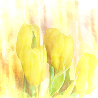 Buy canvas prints of Yellow Tulips by Lynn Bolt