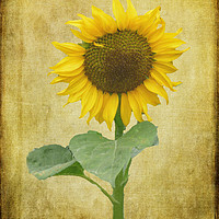 Buy canvas prints of Sunflower by Lynn Bolt