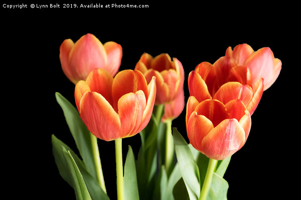 Seven Tulips Picture Board by Lynn Bolt