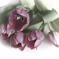 Buy canvas prints of Five Pink Tulips by Lynn Bolt