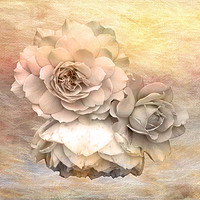Buy canvas prints of Roses by Lynn Bolt