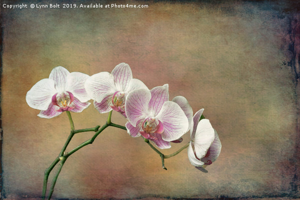 Spray of Orchids Picture Board by Lynn Bolt