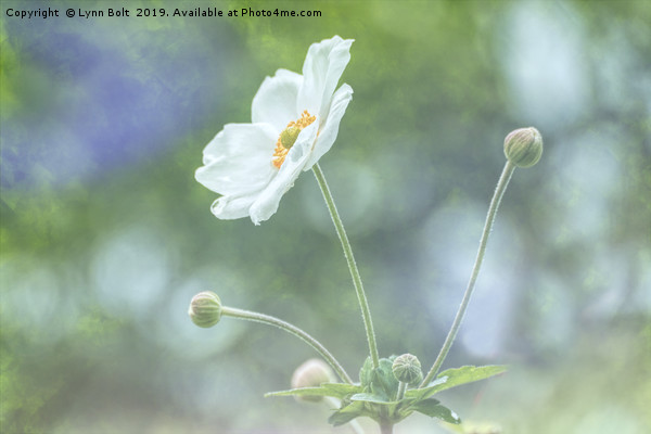 White Japanese Anemone Picture Board by Lynn Bolt