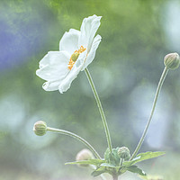 Buy canvas prints of White Japanese Anemone by Lynn Bolt
