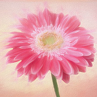 Buy canvas prints of Pink Gerbera in Chalk by Lynn Bolt