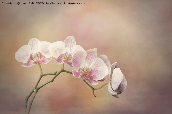 Orchid Spray  Picture Board by Lynn Bolt