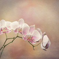 Buy canvas prints of Orchid Spray  by Lynn Bolt