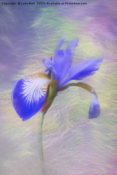 Purple Iris Picture Board by Lynn Bolt