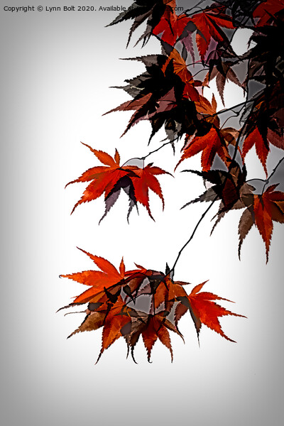 Acer Leaves Picture Board by Lynn Bolt