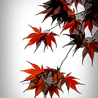 Buy canvas prints of Acer Leaves by Lynn Bolt