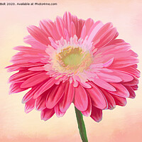 Buy canvas prints of Pink Gerbera by Lynn Bolt