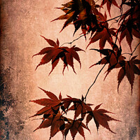 Buy canvas prints of Acer Leaves by Lynn Bolt