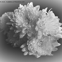 Buy canvas prints of White Chrysanthemums by Lynn Bolt