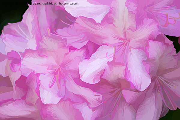 Acrylic Pink Rhododendrons Picture Board by Lynn Bolt