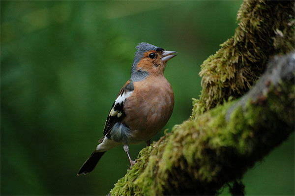 Chaffinch on a branch Picture Board by Lynn Bolt