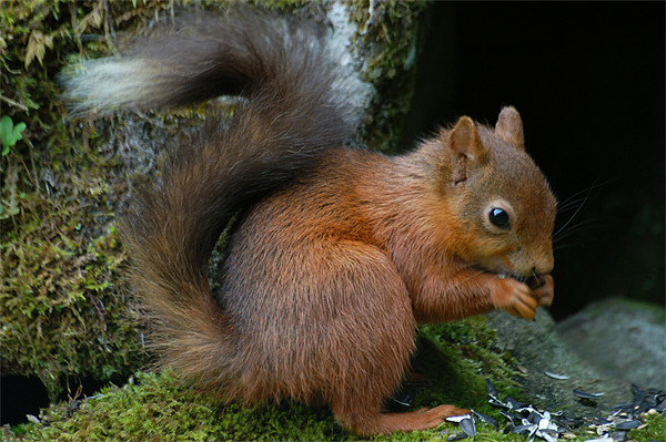 Red Squirrel Picture Board by Lynn Bolt