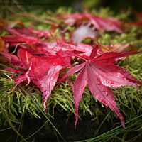 Buy canvas prints of Autumn Leaves by Lynn Bolt