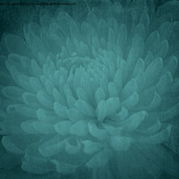 Buy canvas prints of Chrysanthamum by Lynn Bolt