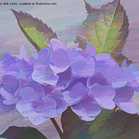 Buy canvas prints of Purple Hydrangea by Lynn Bolt
