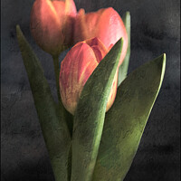 Buy canvas prints of Three Tulips by Lynn Bolt