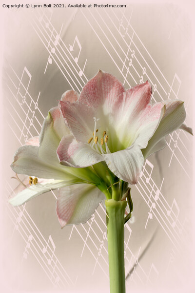 Amaryllis with Music Picture Board by Lynn Bolt
