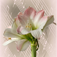 Buy canvas prints of Amaryllis with Music by Lynn Bolt