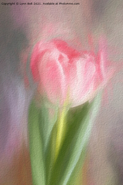 Pink Tulip Picture Board by Lynn Bolt