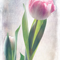 Buy canvas prints of Soft Pink Tulip by Lynn Bolt