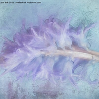 Buy canvas prints of Hyacinth by Lynn Bolt