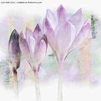 Buy canvas prints of  Three Purple Crocuses by Lynn Bolt