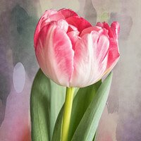 Buy canvas prints of Pink Tulip by Lynn Bolt