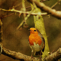 Buy canvas prints of Textured Robin by Richie Fairlamb