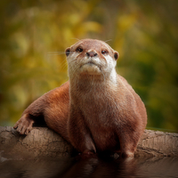 Buy canvas prints of Asian Short toed Otter by Richie Fairlamb