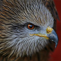 Buy canvas prints of Indian Black Kite by Richie Fairlamb