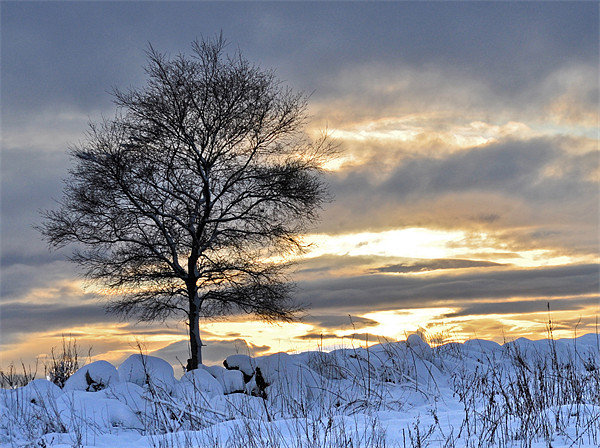 winter tree Picture Board by alan bain