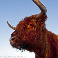 Buy canvas prints of Highland cow by alan bain