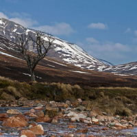 Buy canvas prints of  lonely tree Glen Derry by alan bain