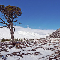 Buy canvas prints of  Caledonian Pine Cairengorums by alan bain