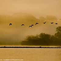 Buy canvas prints of Geese at dawn over the Loch of Skene by alan bain