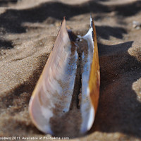 Buy canvas prints of Razor shell by Lucy Goodwin