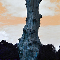 Buy canvas prints of Death of a tree by Lucy Goodwin