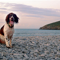 Buy canvas prints of Scooby at Penmon Lighthouse by Simone Williams