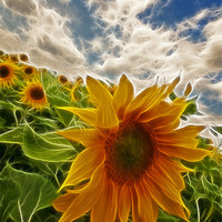 Buy canvas prints of Electic sun flowers by Nathan Wright