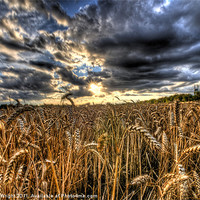 Buy canvas prints of HDR field. by Nathan Wright